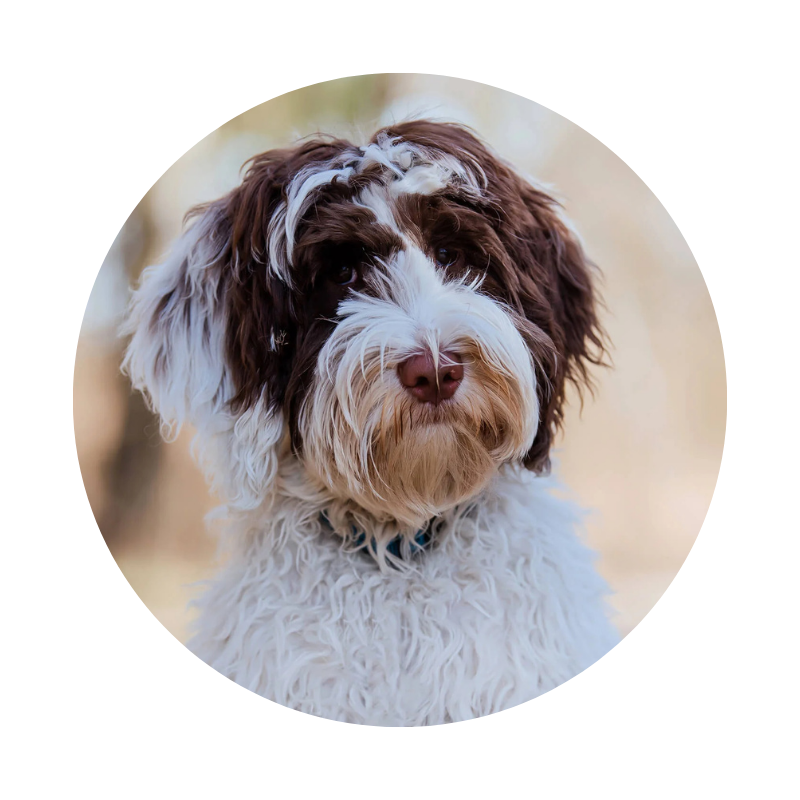 Doodlehof's Novelty Oreo